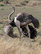 Common Ostrich