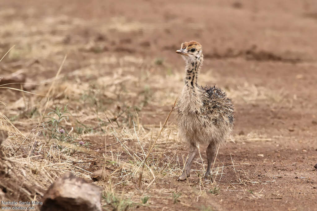 Autruche d'AfriquePoussin, identification, marche