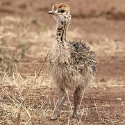 Common Ostrich