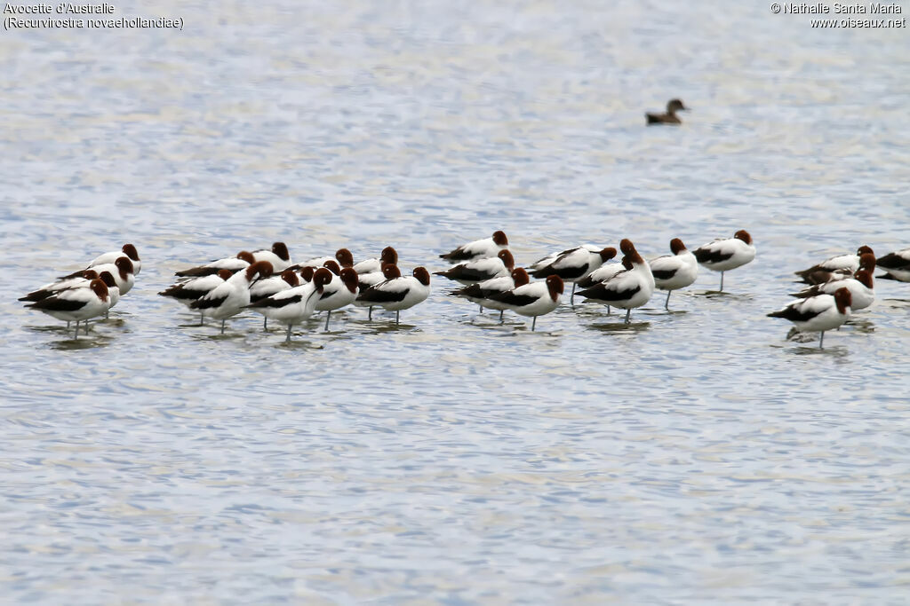 Avocette d'Australie, habitat