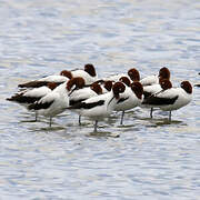 Red-necked Avocet