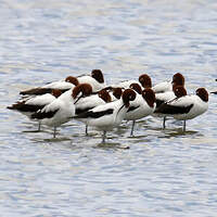 Avocette d'Australie