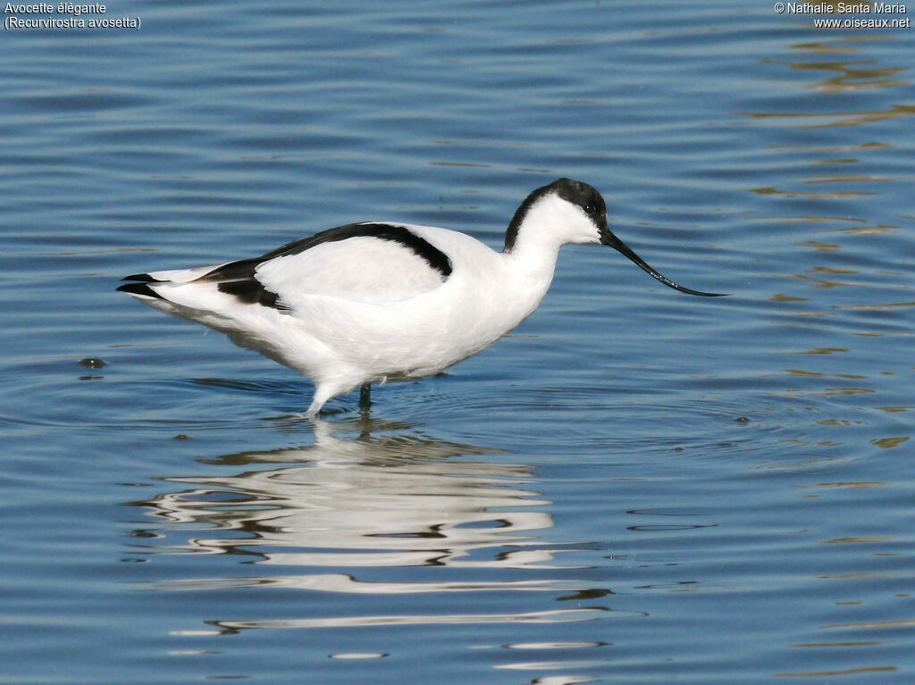 Pied Avocetadult, identification, habitat, walking