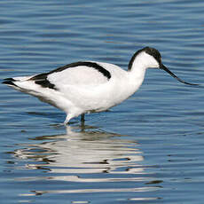 Avocette élégante