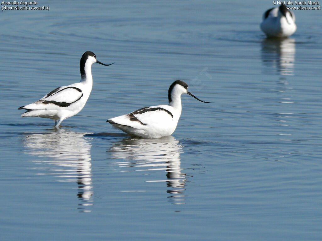 Pied Avocetadult, habitat, walking, Behaviour