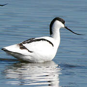 Pied Avocet