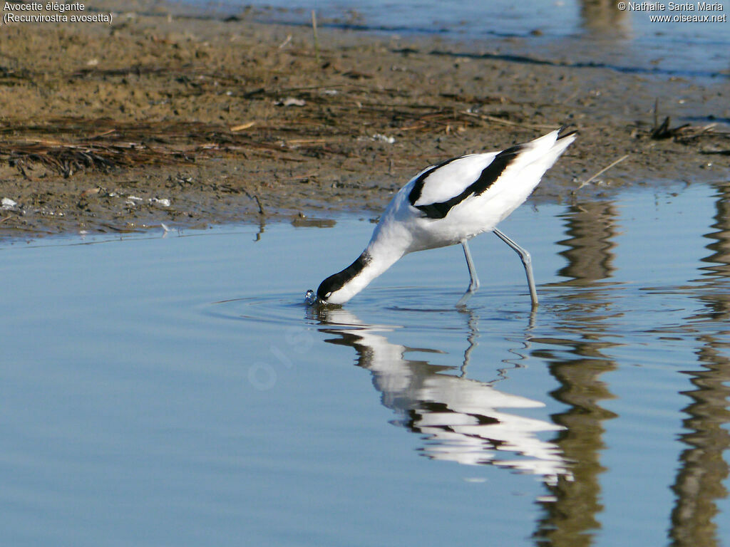 Avocette éléganteadulte, identification, marche, pêche/chasse