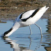 Avocette élégante