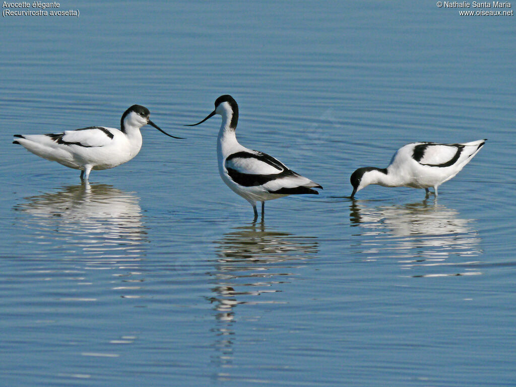 Pied Avocetadult, walking, Behaviour