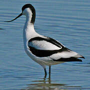 Avocette élégante