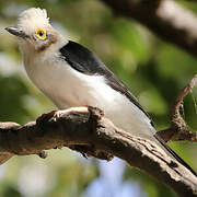 White-crested Helmetshrike