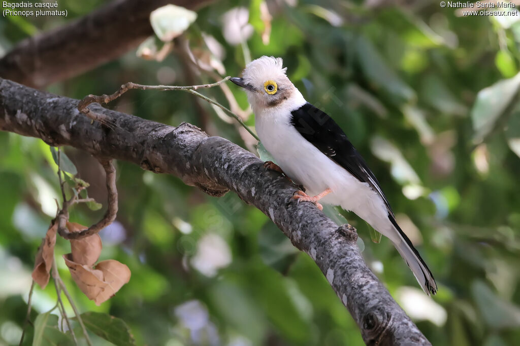 Bagadais casqué, identification, habitat