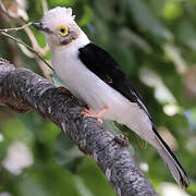 White-crested Helmetshrike