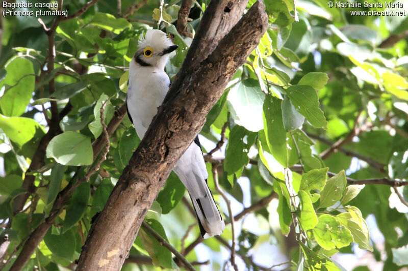 White-crested Helmetshrikeadult, identification, habitat