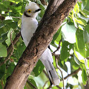 White-crested Helmetshrike