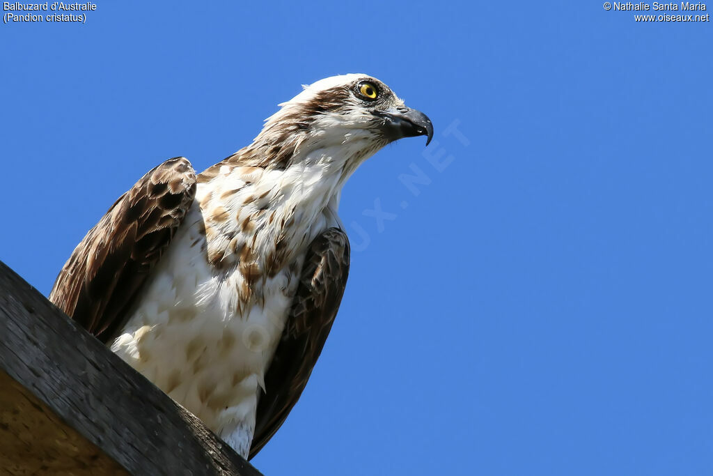 Osprey (cristatus)juvenile, identification