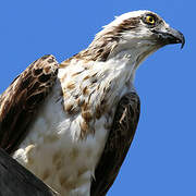 Osprey (cristatus)