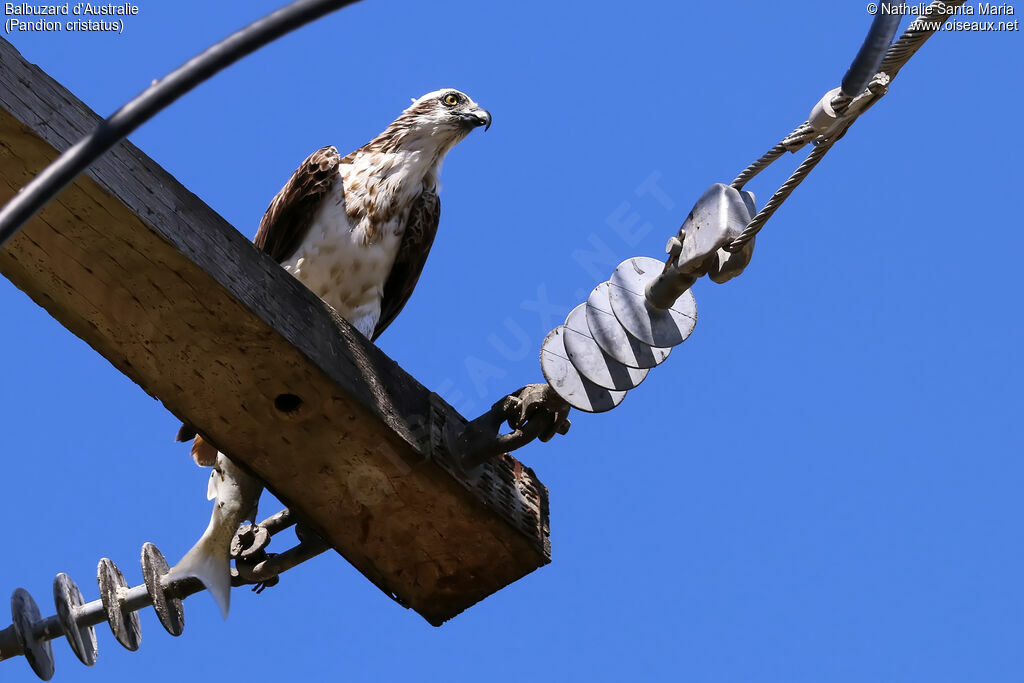 Osprey (cristatus)immature, identification, feeding habits