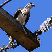 Osprey (cristatus)