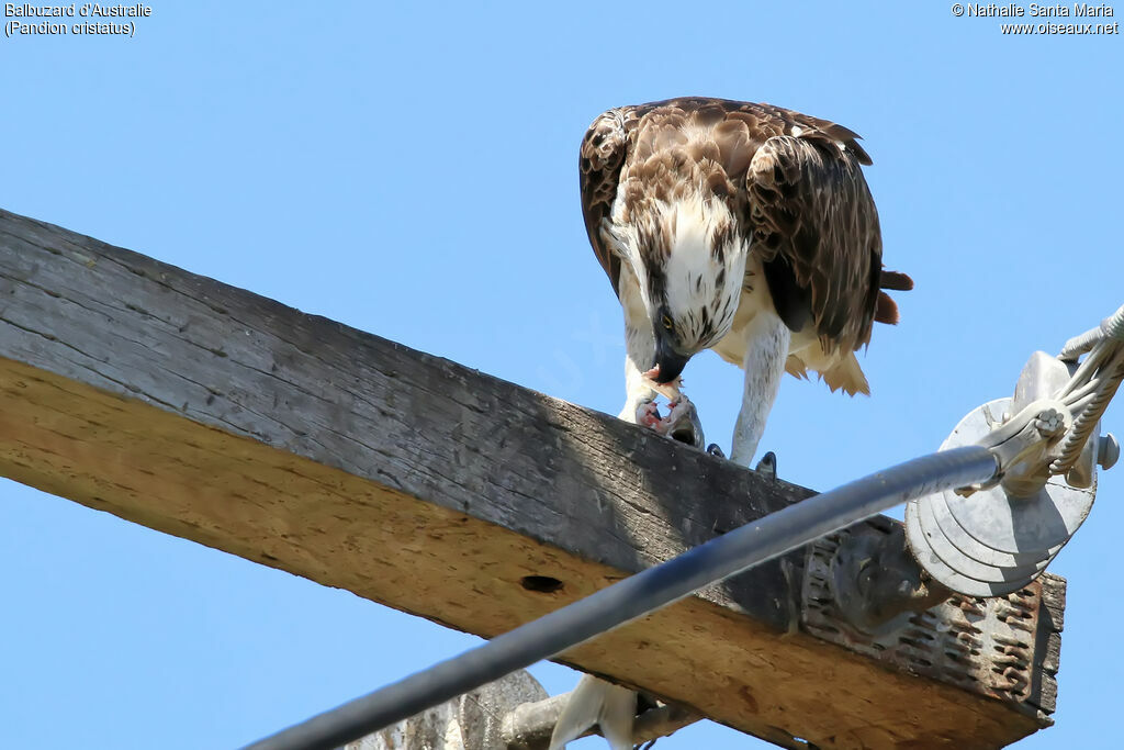 Osprey (cristatus)immature, identification, eats