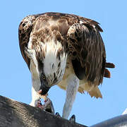 Osprey (cristatus)