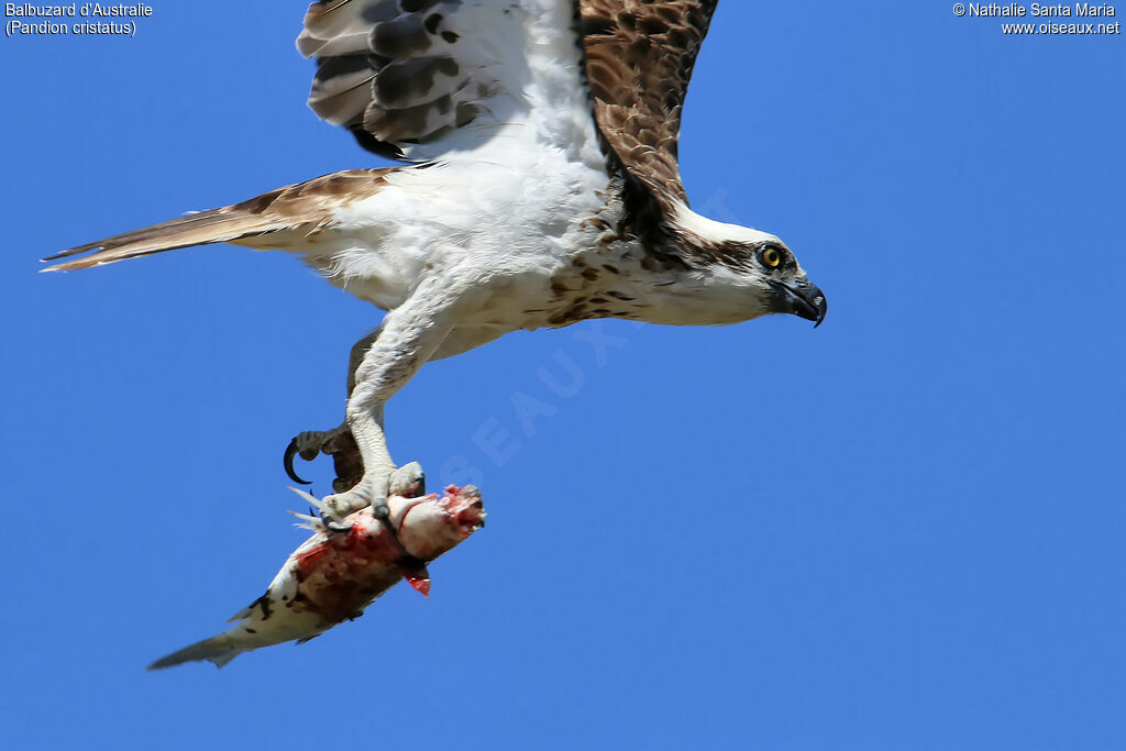 Eastern Ospreyjuvenile, Flight, feeding habits