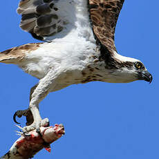 Balbuzard d'Australie