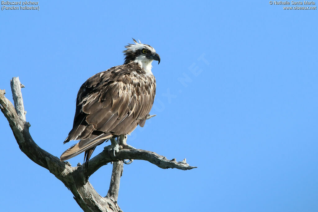 Ospreyimmature, identification