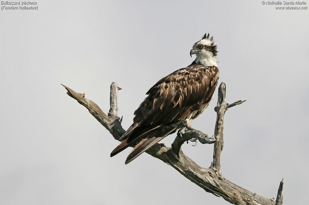 Ospreyimmature, identification