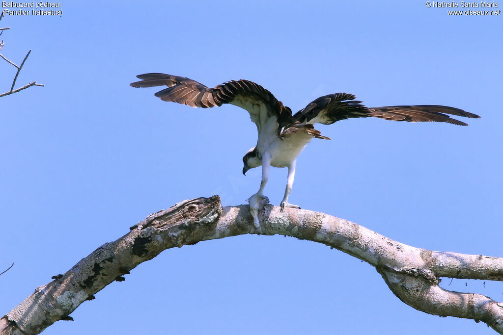 Balbuzard pêcheur
