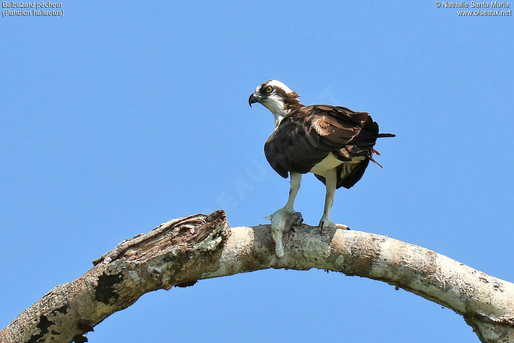 Balbuzard pêcheur