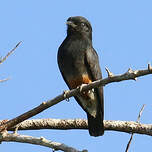 Barbacou à croupion blanc