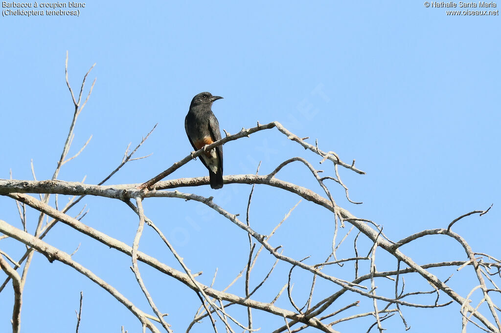 Swallow-winged Puffbird