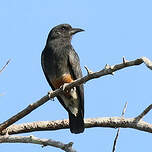 Barbacou à croupion blanc