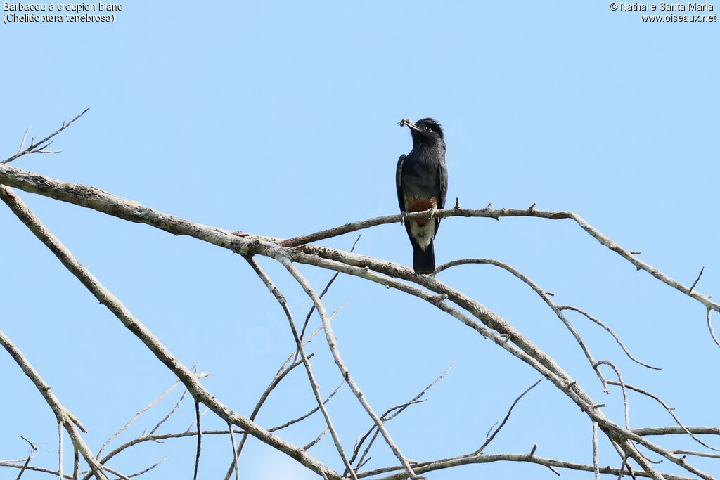 Barbacou à croupion blancadulte, identification, régime, pêche/chasse