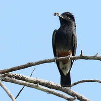 Barbacou à croupion blanc