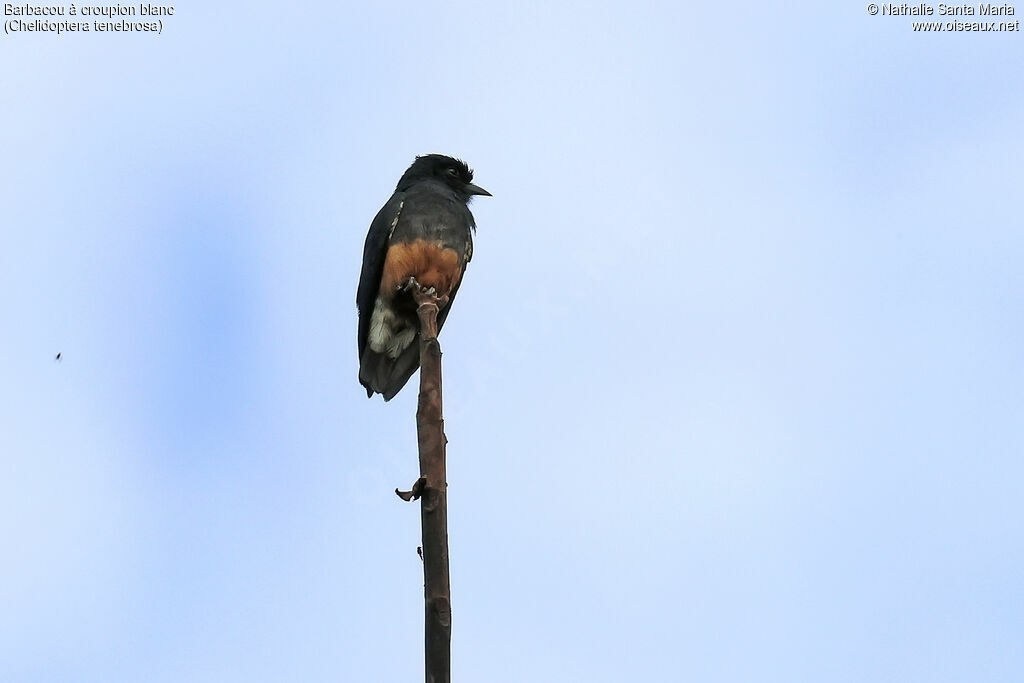 Barbacou à croupion blancadulte, identification