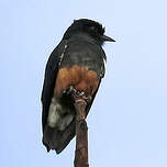 Barbacou à croupion blanc