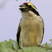 Red-fronted Barbet