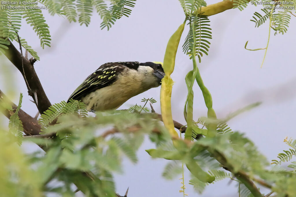 Barbican à diadèmeadulte, identification, habitat, mange