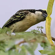 Red-fronted Barbet