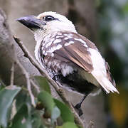 White-headed Barbet