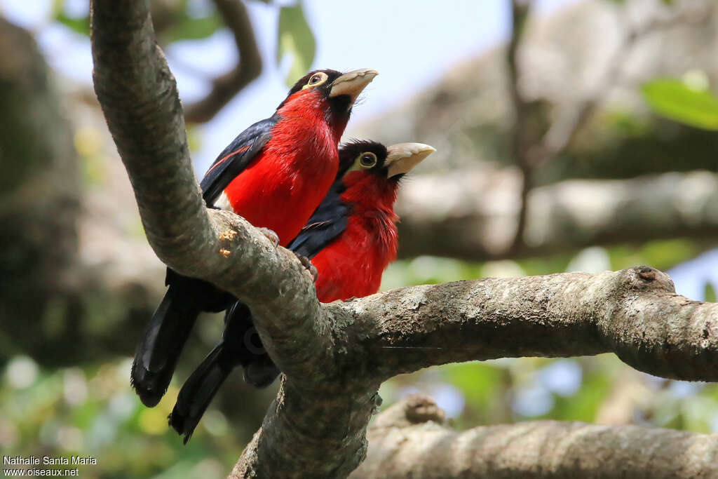 Double-toothed Barbetadult