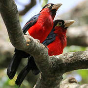 Double-toothed Barbet