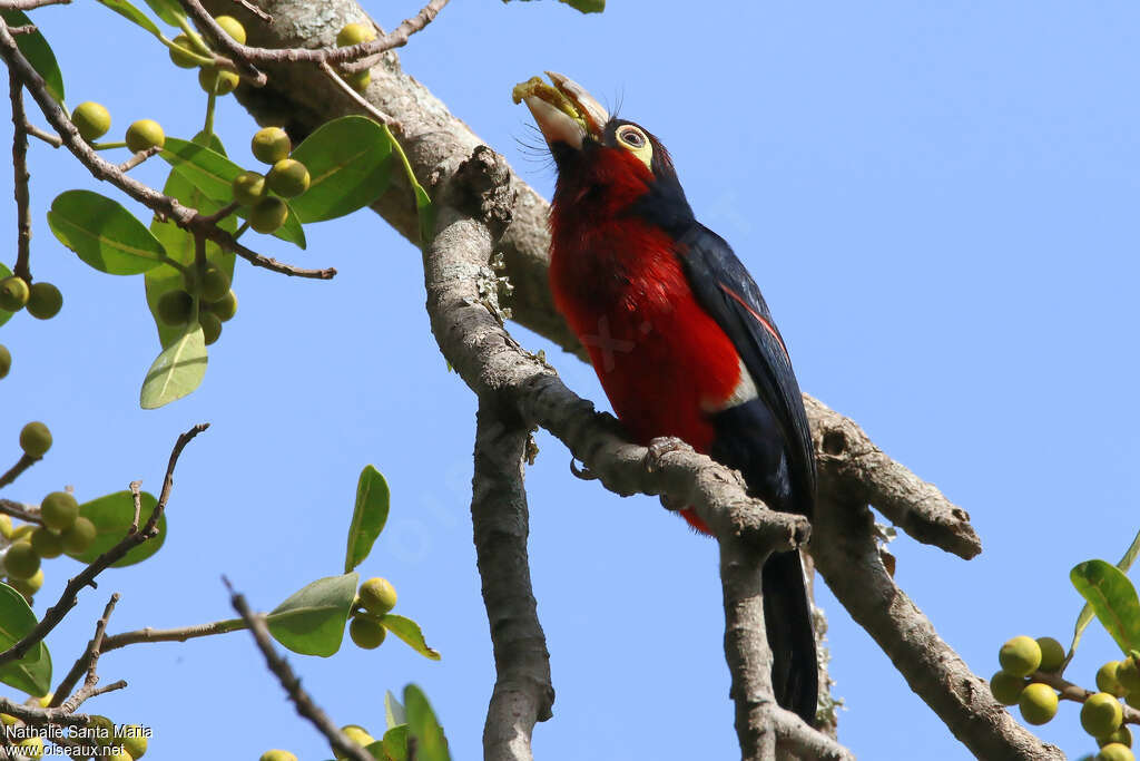 Double-toothed Barbetadult, eats