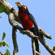 Double-toothed Barbet