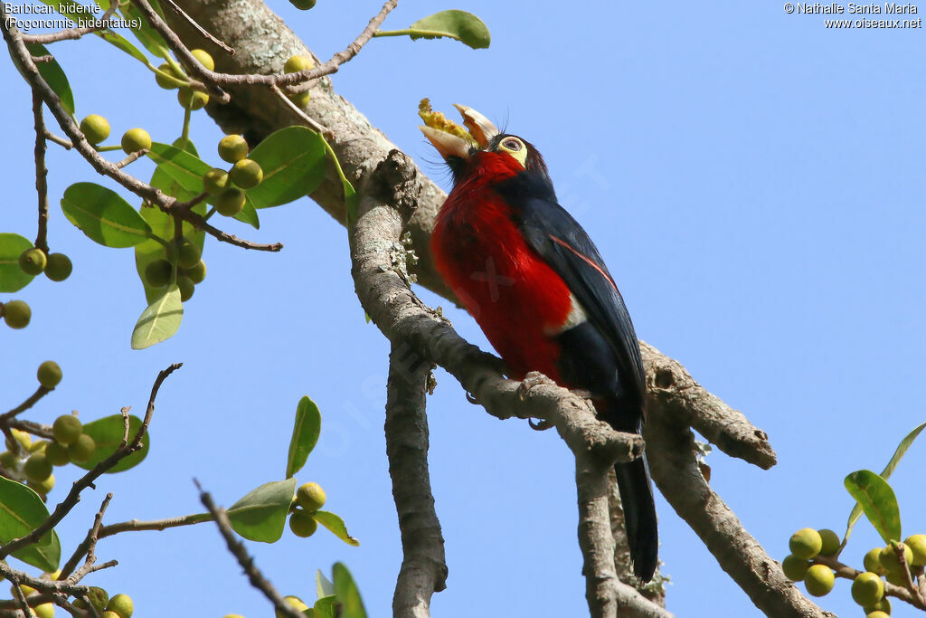 Double-toothed Barbetadult, identification, habitat, eats