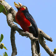 Double-toothed Barbet