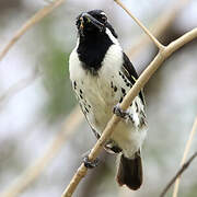 Spot-flanked Barbet