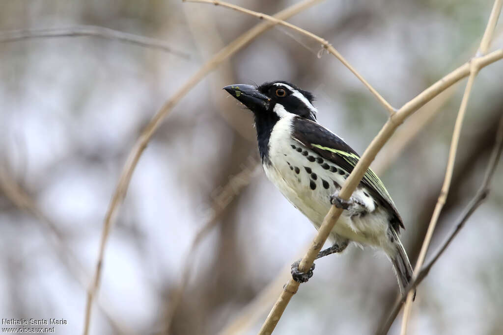 Spot-flanked Barbet male adult, identification